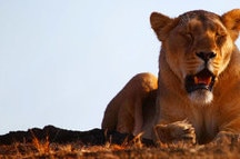 Sasan Gir Sasan Gir